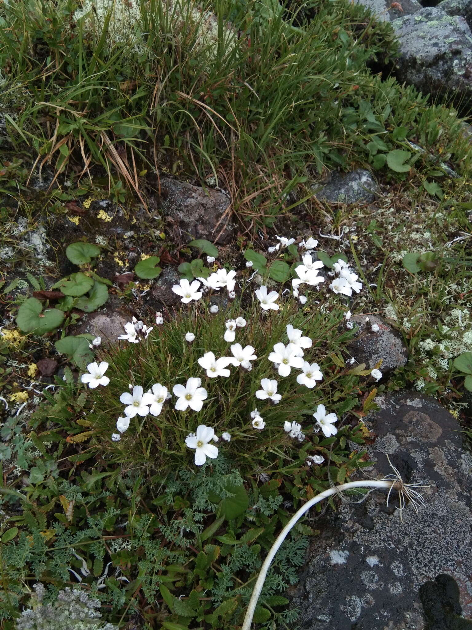 Слика од Cherleria arctica (Steven ex Ser.) A. J. Moore & Dillenb.