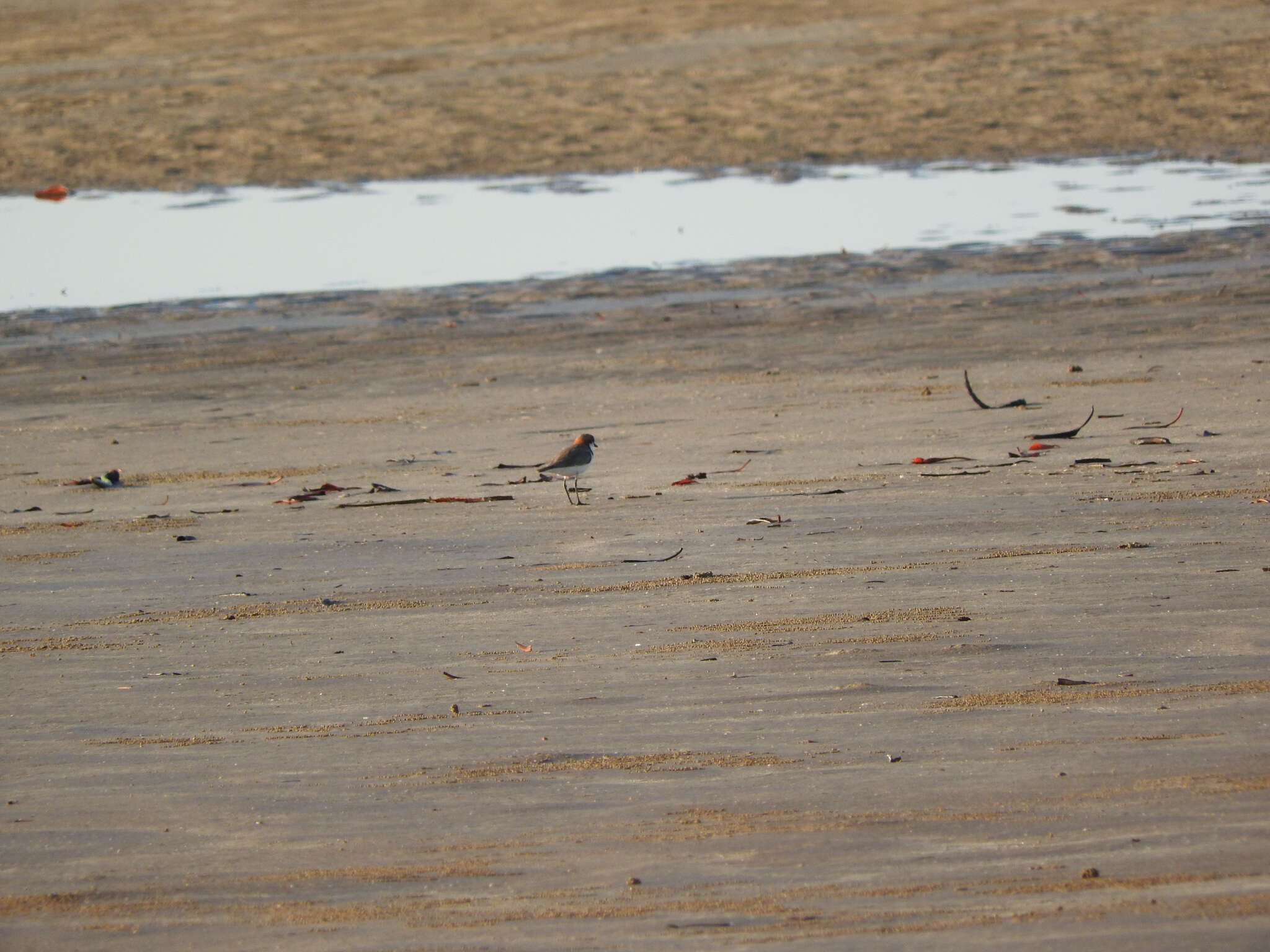 Image of Red-capped Dotterel