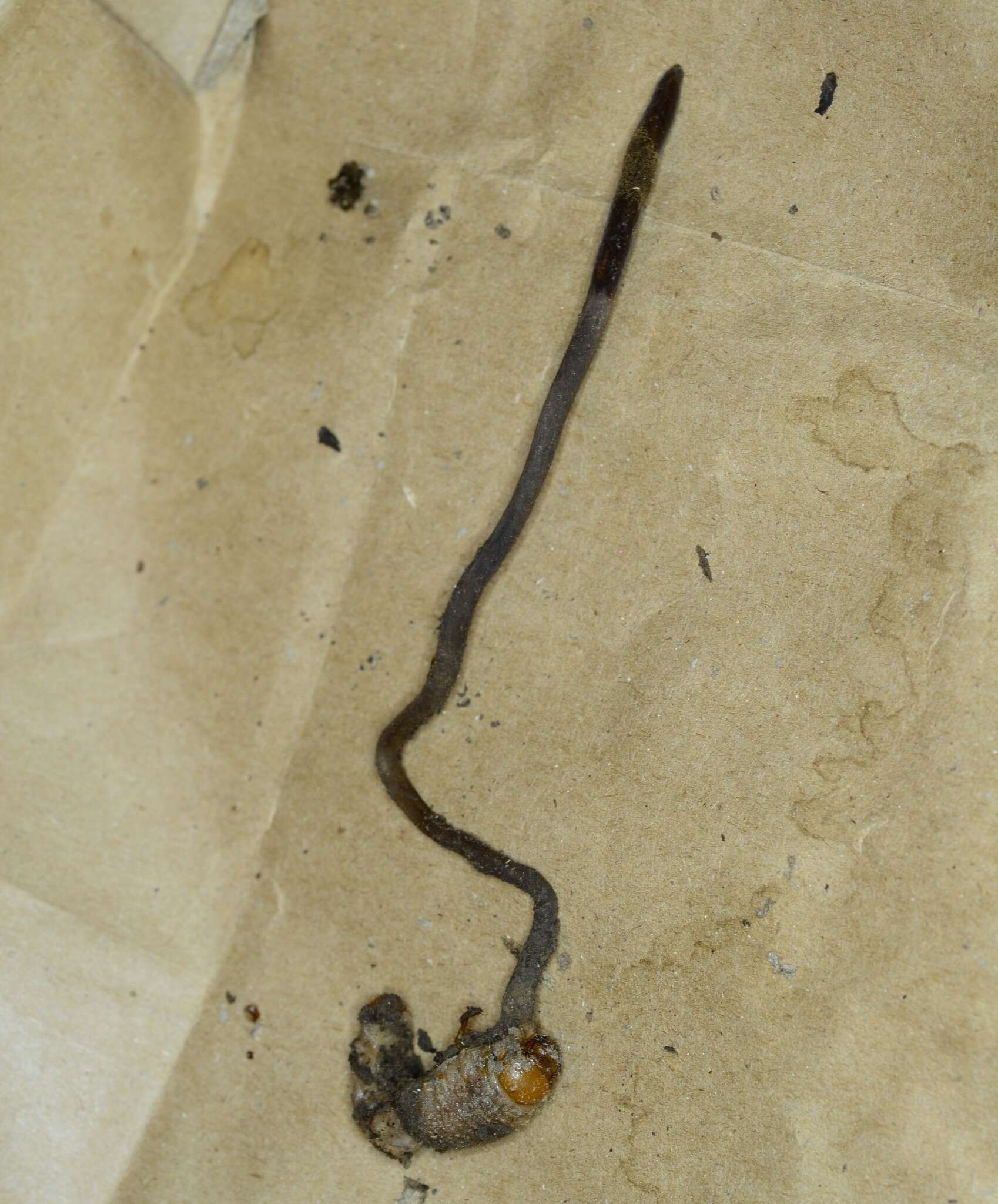 Image of Ophiocordyceps ravenelii (Berk. & M. A. Curtis) G. H. Sung, J. M. Sung, Hywel-Jones & Spatafora 2007
