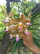 Plancia ëd Vanda tessellata (Roxb.) Hook. ex G. Don