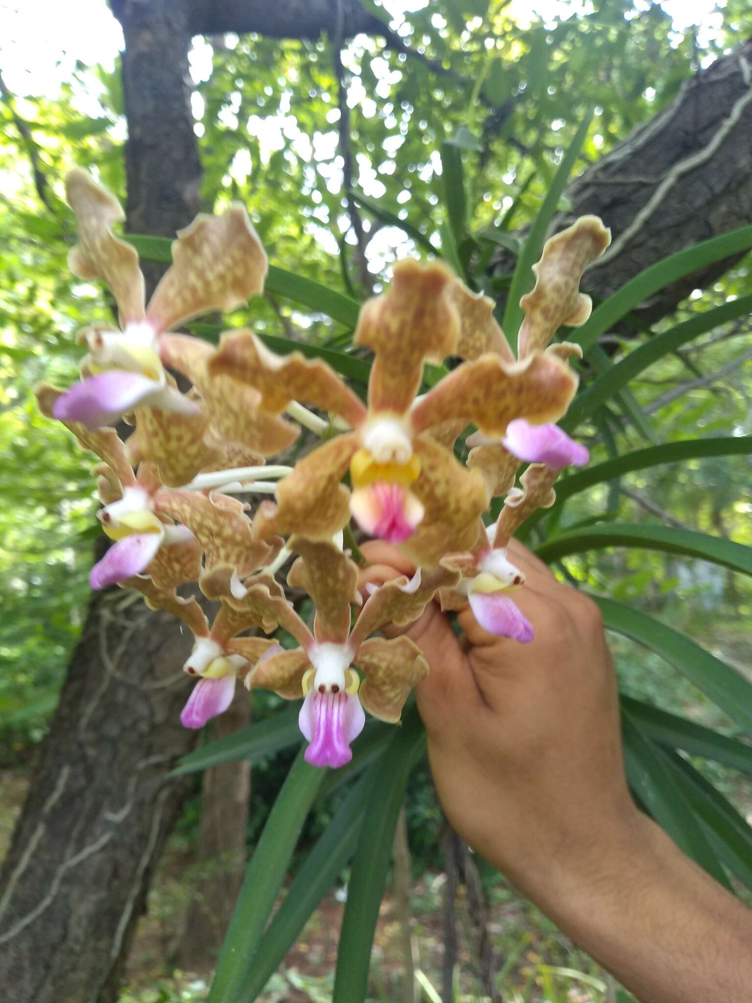 Imagem de Vanda tessellata (Roxb.) Hook. ex G. Don