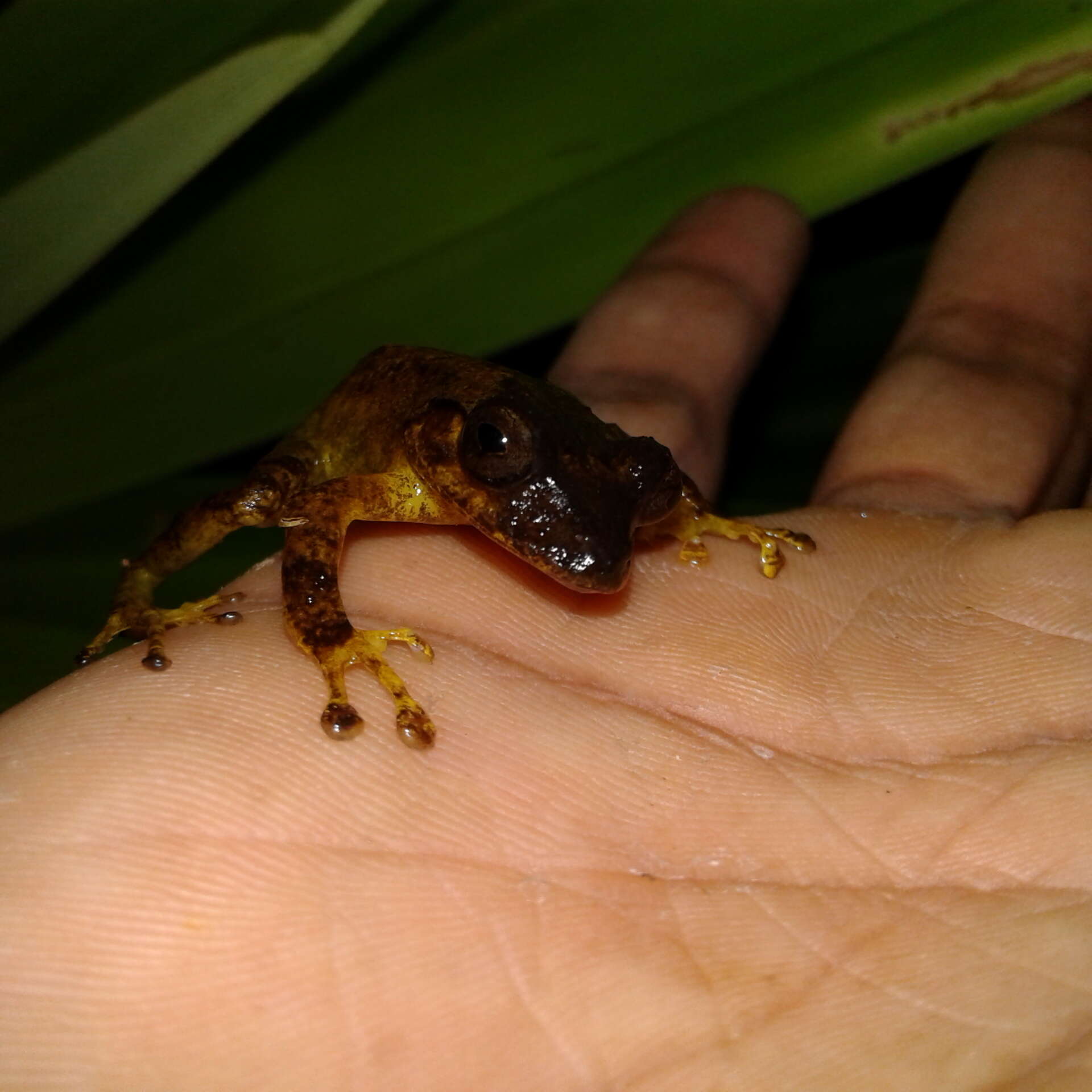 Image of Fiji Tree Frog