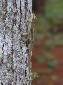 Imagem de Anolis cusuco (Mccranie, Köhler & Wilson 2000)