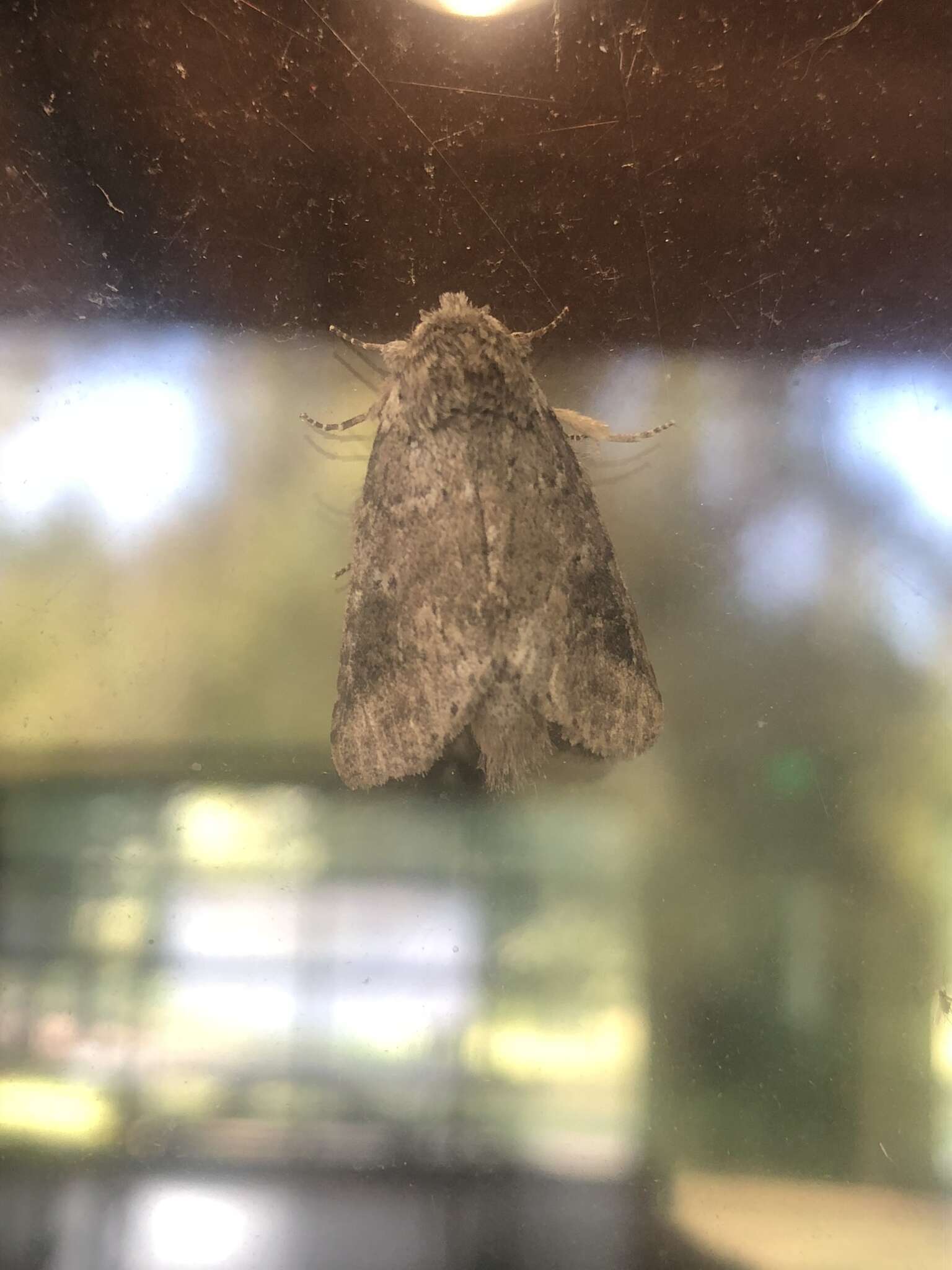 Image of Variable Oakleaf Caterpillar Moth