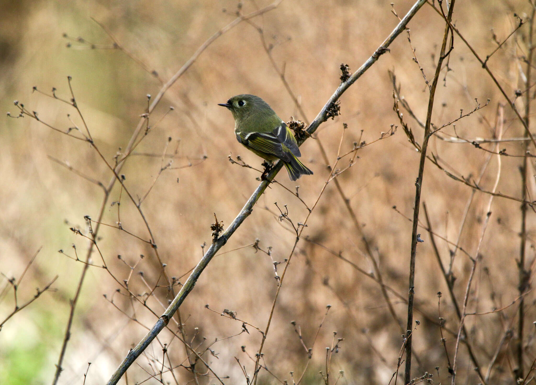 Regulidae resmi