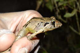 Image of Steindachner's Robber Frog; ra-da-mata