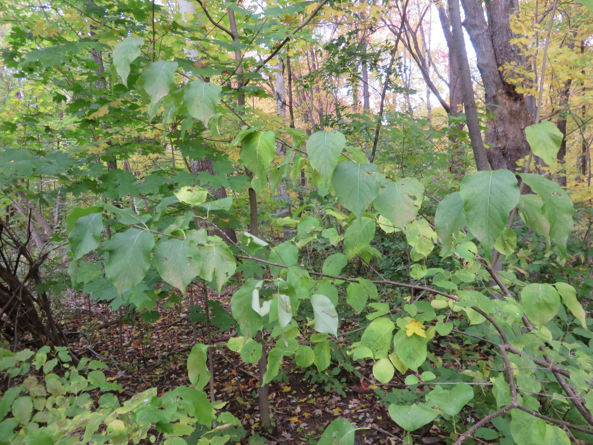 Image of Japanese Tree Lilac