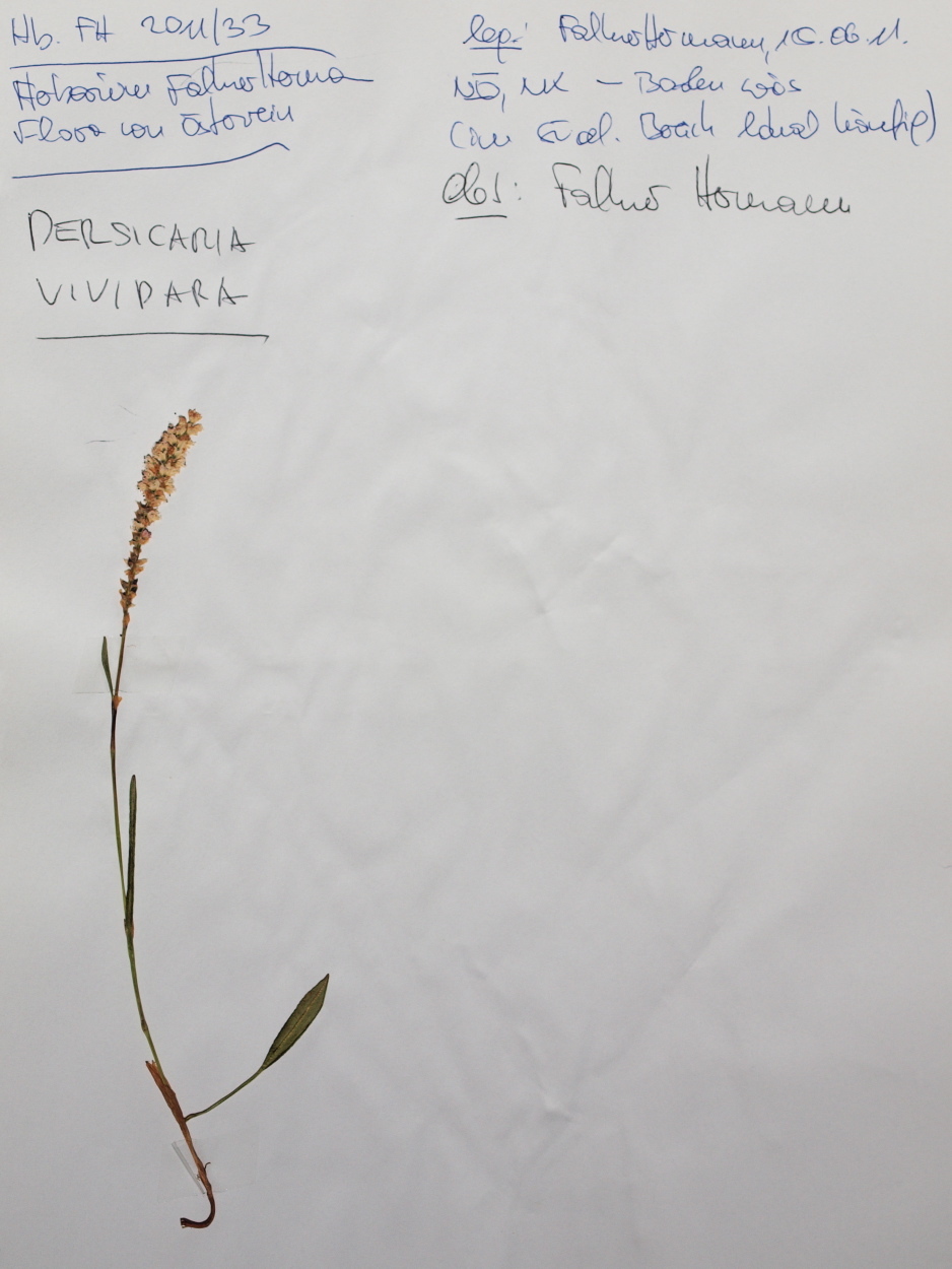 Persicaria vivipara (rights holder: HermannFalkner/sokol)