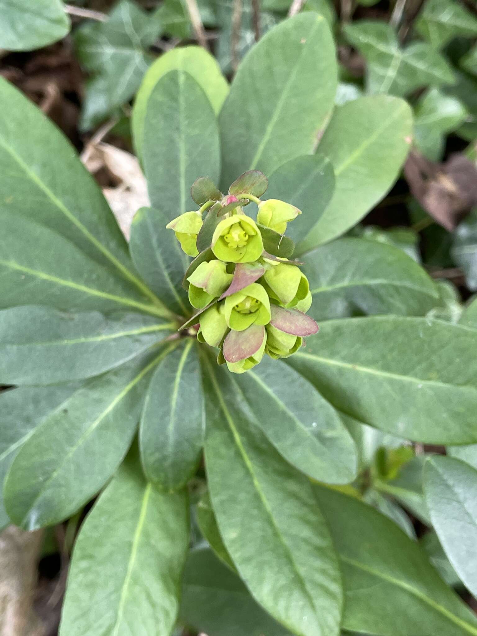 Sivun Euphorbia amygdaloides subsp. robbiae (Turrill) Stace kuva