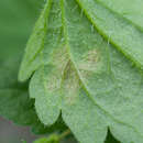 Image of Peronospora agrestis