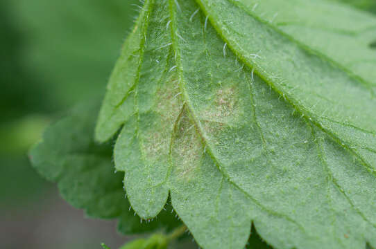 Peronospora agrestis resmi