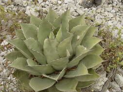 Plancia ëd Agave ovatifolia G. D. Starr & Villarreal