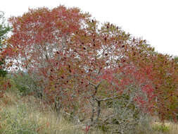 Image of prairie sumac