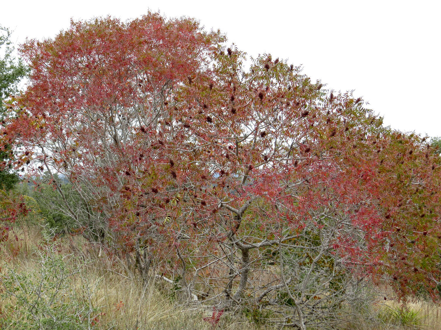 Слика од Rhus lanceolata (Gray) Britt.