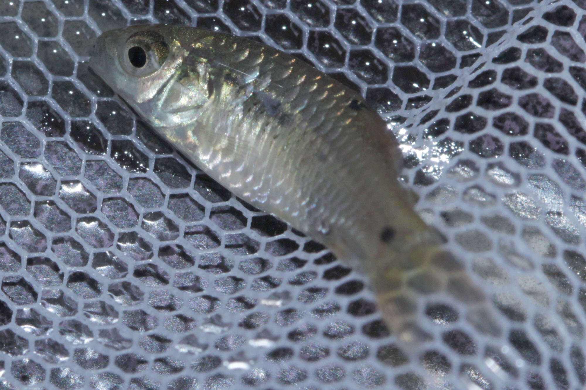 Image of Spotted barb