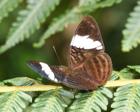 Imagem de <i>Adelpha epione</i>