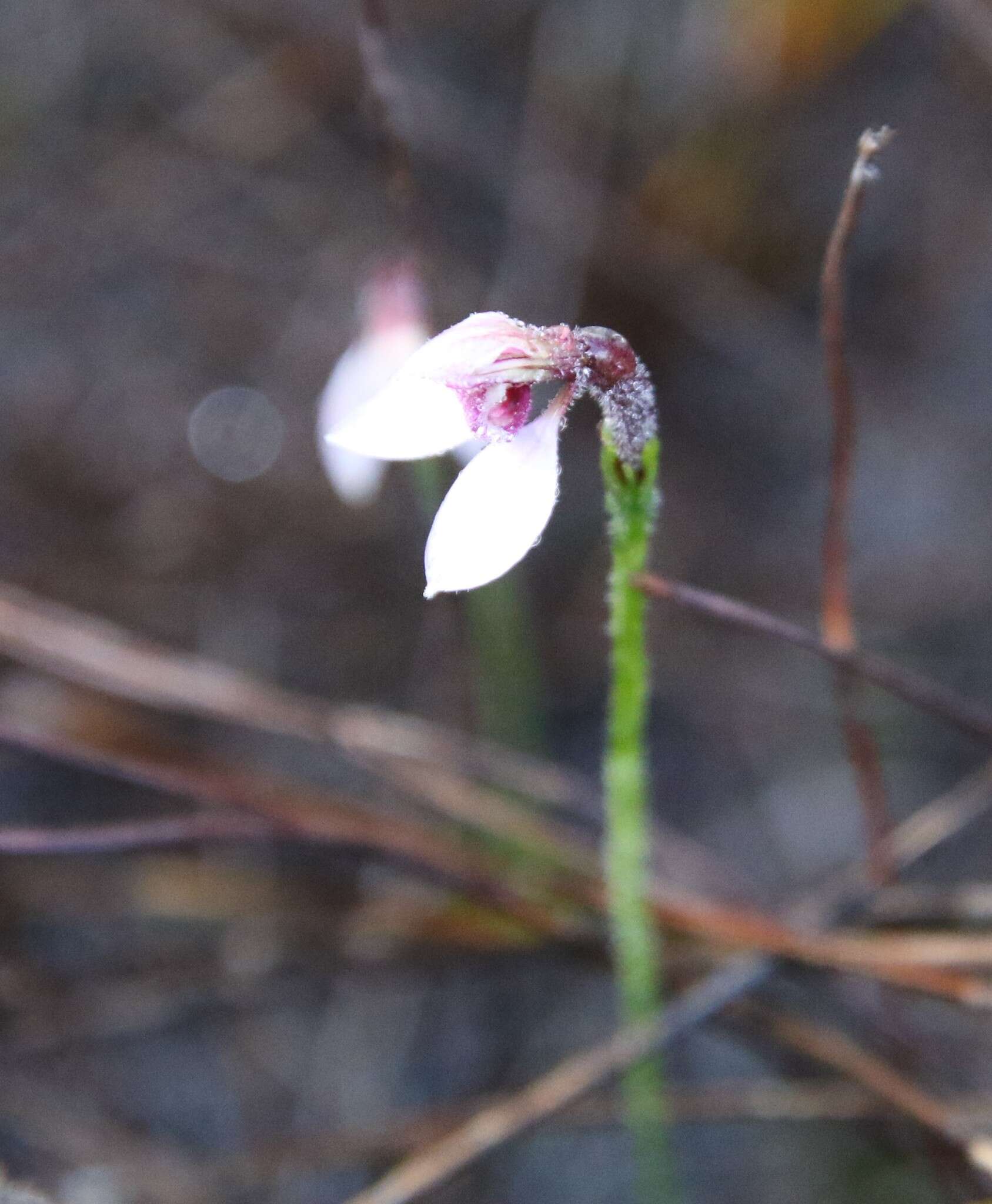 Eriochilus scaber subsp. scaber的圖片