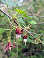 Image of canyon gooseberry