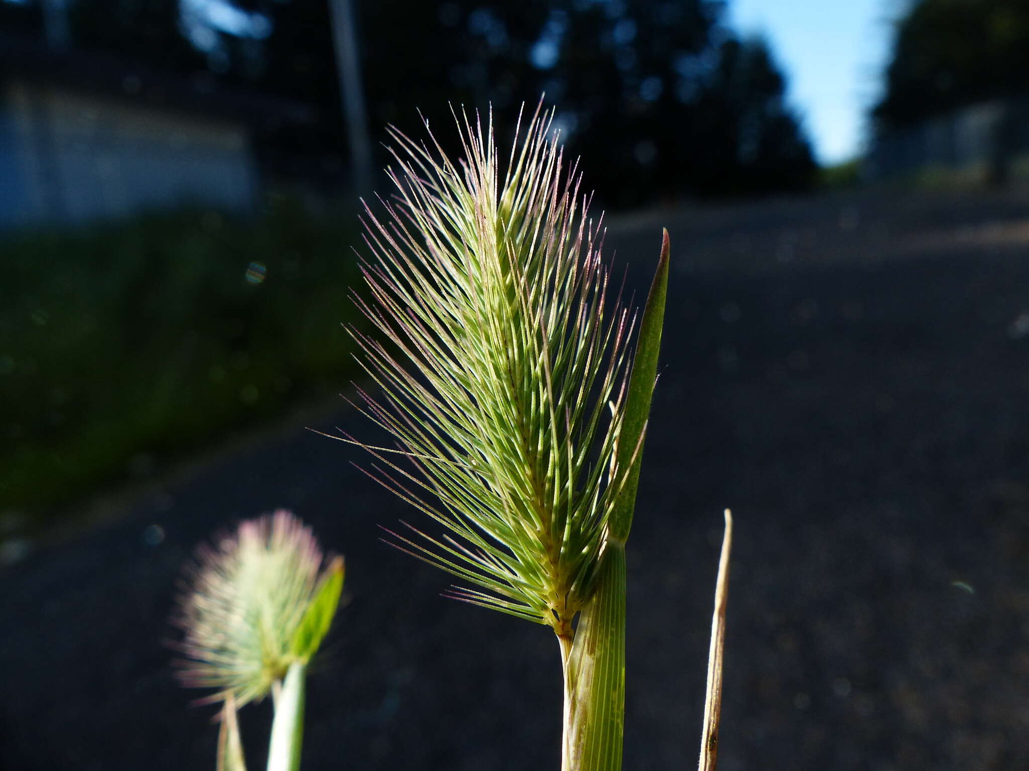 Image of Hordeum marinum subsp. gussoneanum (Parl.) Thell.