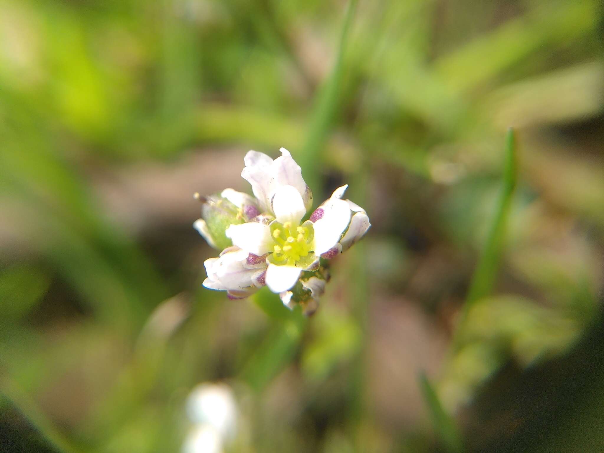 Image of early scurvygrass