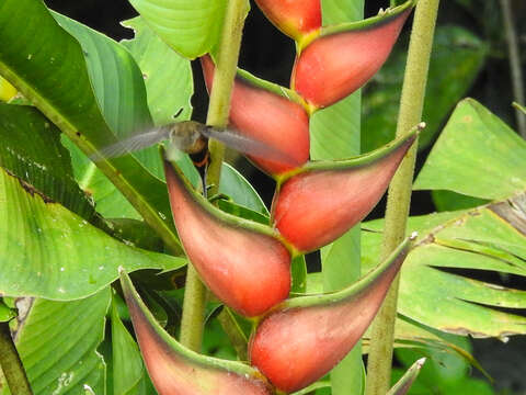 Imagem de balança-rabo-de-garganta-preta