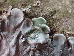 Image of Texan canoparmelia lichen