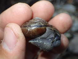 Image of <i>Helminthoglypta umbilicata</i>