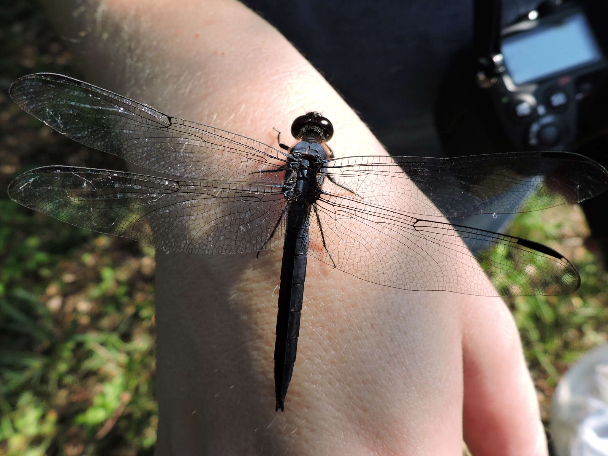 Libellula incesta Hagen 1861 resmi