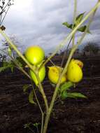 Sivun Tabernaemontana glabra (Benth.) A. O. Simões & M. E. Endress kuva