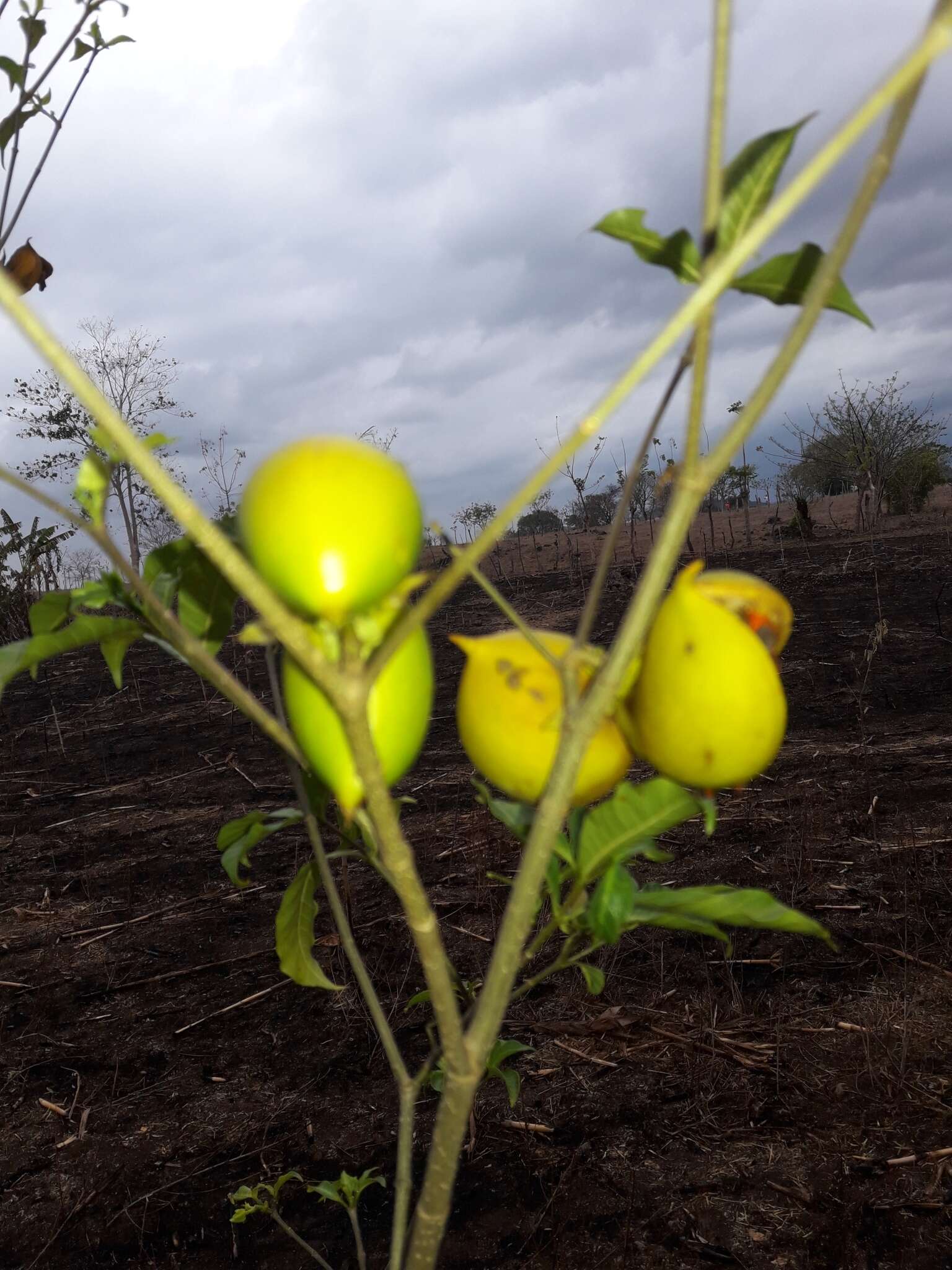 Sivun Tabernaemontana glabra (Benth.) A. O. Simões & M. E. Endress kuva