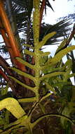 Image of monarch fern