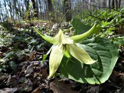 Imagem de Trillium erectum var. erectum