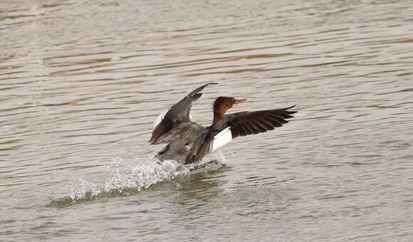 Image of Common Merganser