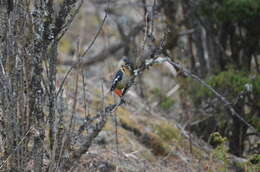 Image of Darjeeling Woodpecker