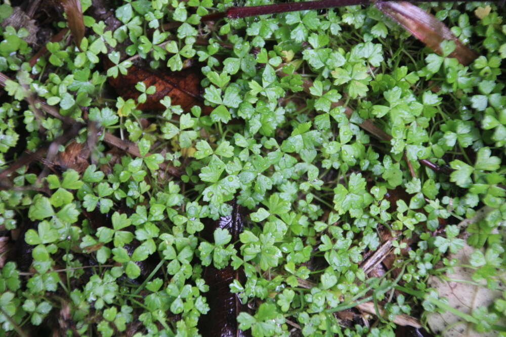 Image of Australian hydrocotyle