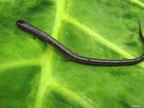 Image of Pseudoeurycea orchimelas (Brodie, Mendelson & Campbell 2002)