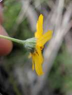 Image of fineleaf fournerved daisy