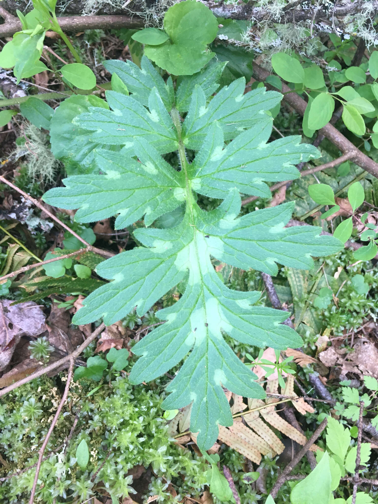 Imagem de Hydrophyllum occidentale (S. Wats.) A. Gray