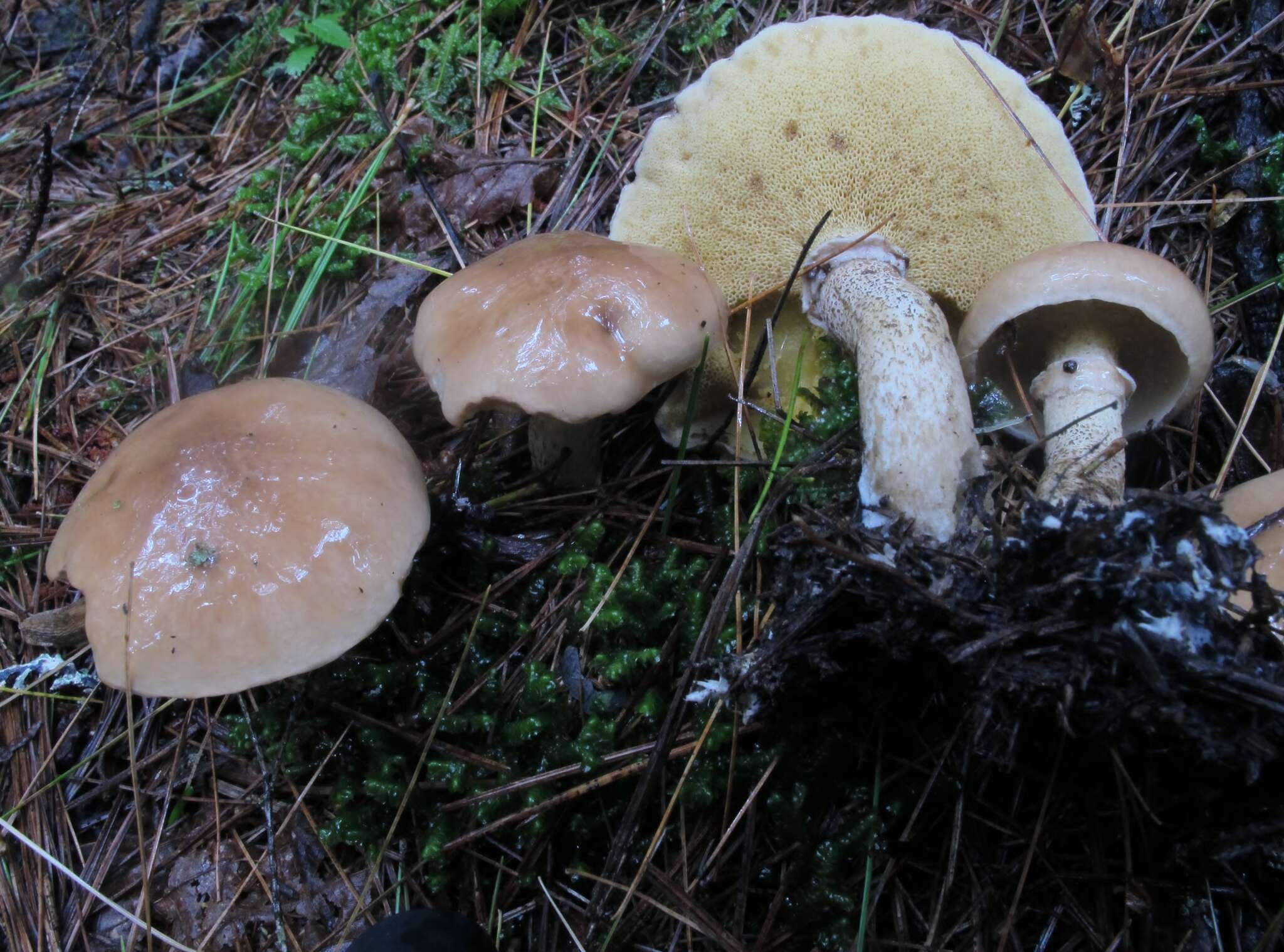 Image of Suillus acidus (Peck) Singer 1945