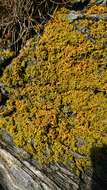 Image of Xanthoria aureola (Ach.) Erichsen