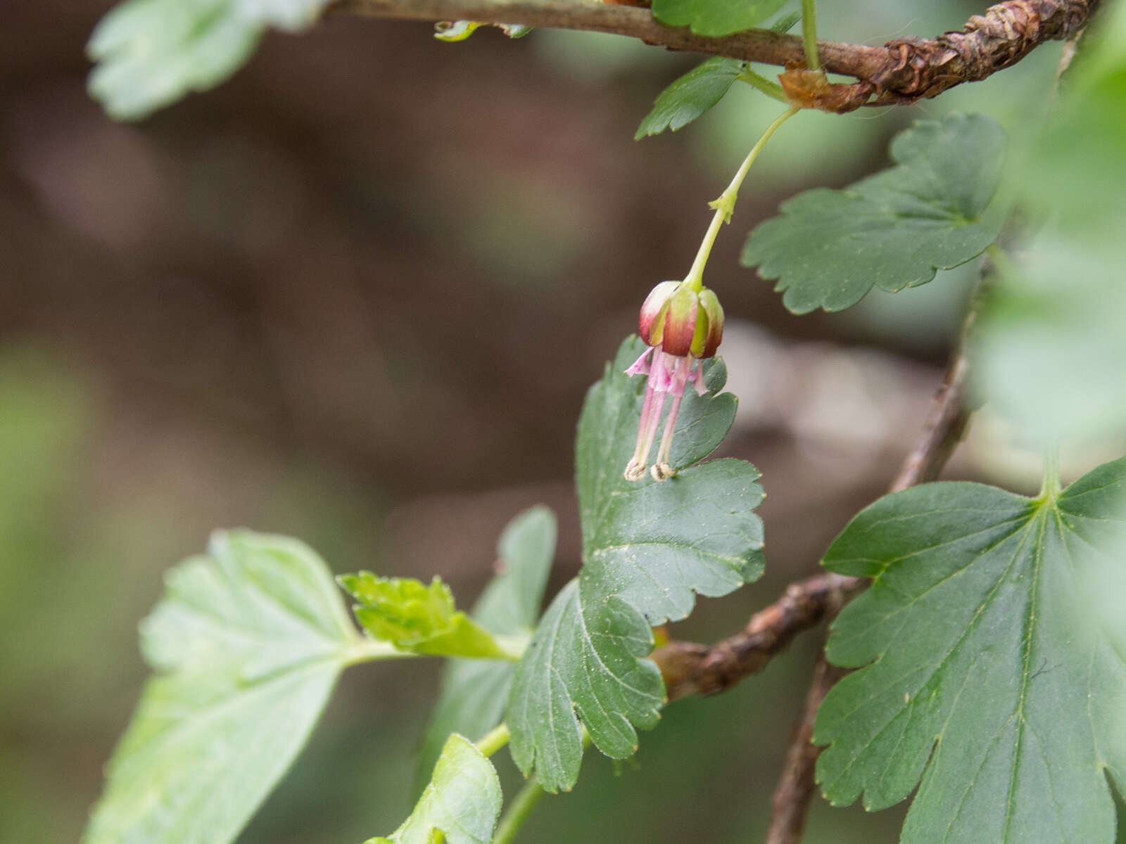 Image de Ribes rotundifolium Michx.