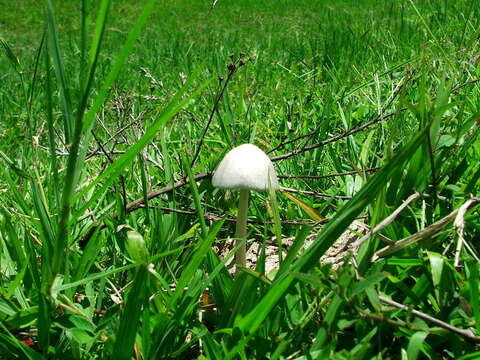 Image of Panaeolus antillarum (Fr.) Dennis 1961