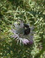 Image of Boar Thistle