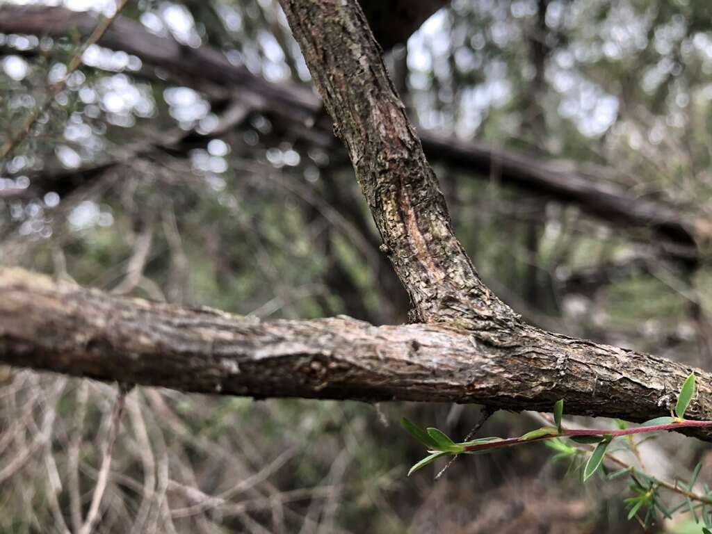 Sivun Leptospermum microcarpum Cheel kuva