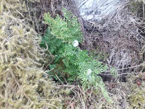 Image of parsley fern