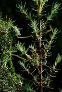 Image of Grubbia rosmarinifolia subsp. hirsuta (E. Mey. ex DC.) S. Carlquist