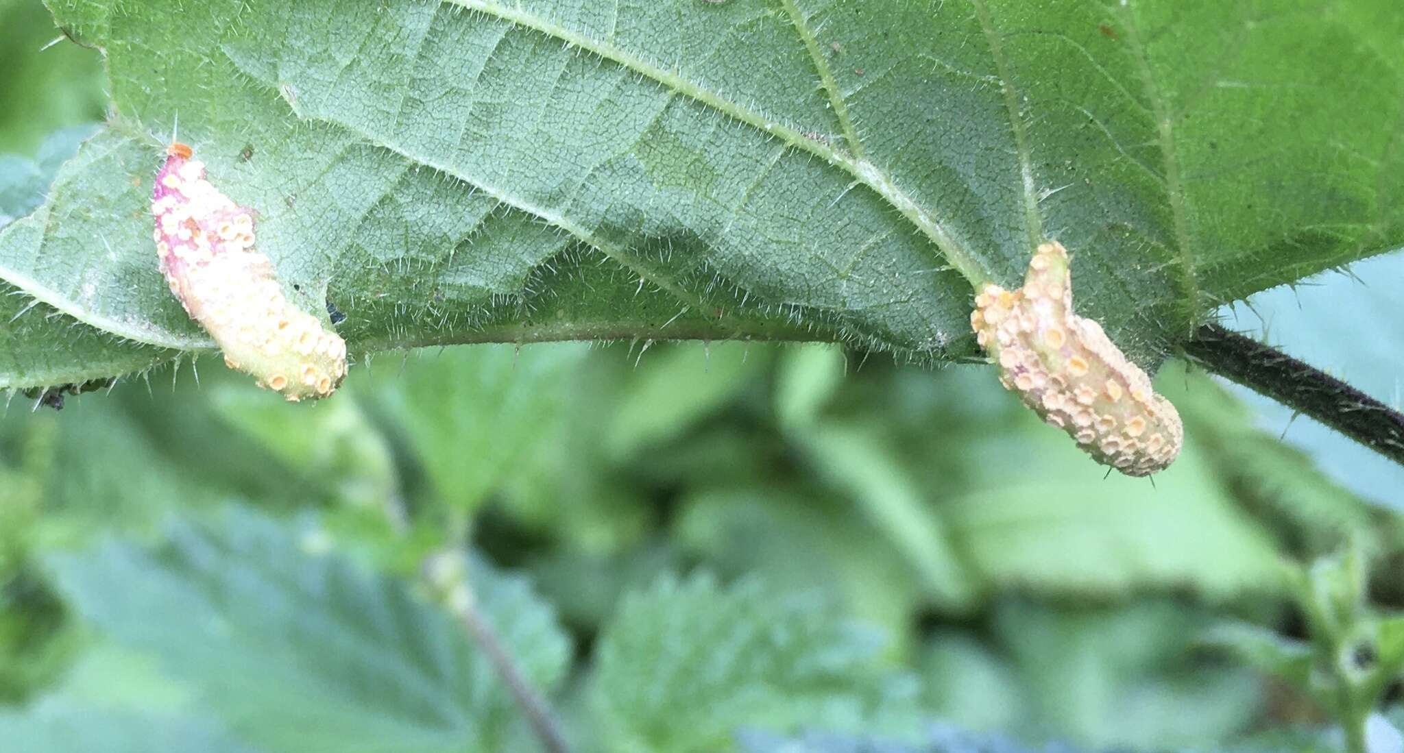 Image of nettle rust (fungus)