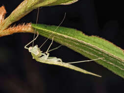 صورة Sinomantis denticulata Beier 1933