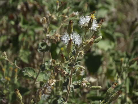 Brickellia peninsularis Brandeg.的圖片