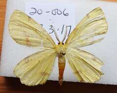 Image of Crocus Geometer Moth